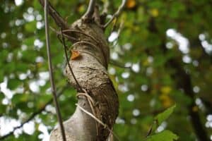 tree curved spine